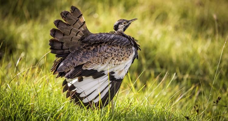 3 jours Tarangire, Ngorongoro Craeter et lac Manyara - Africa Outland Safaris 10