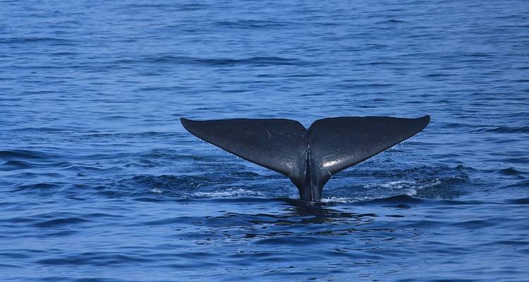 Sri Lanka Vela - buceo - experiencias - costa este - Sri Holidays 3