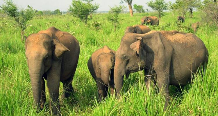 Sri Lanka Vela - buceo - experiencias - costa este - Sri Holidays 8