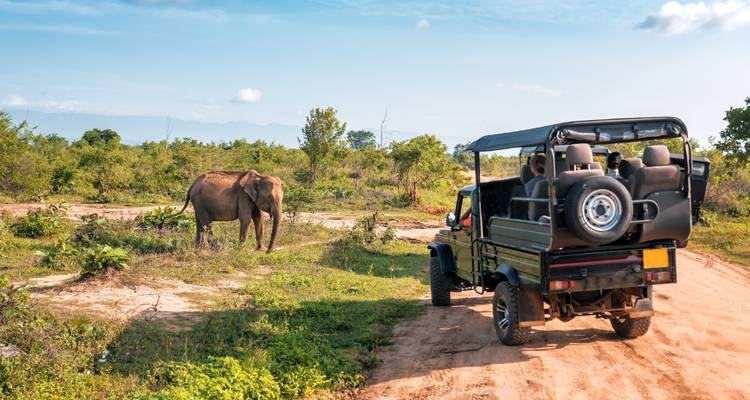 Jeep safari with an elephant in the distance
