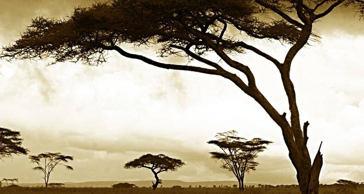 Silhouet van acacia bomen tegen een sombere hemel.