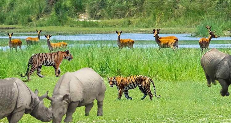 Een diverse groep wilde dieren inclusief neushoorns en herten in een grasrijk gebied.