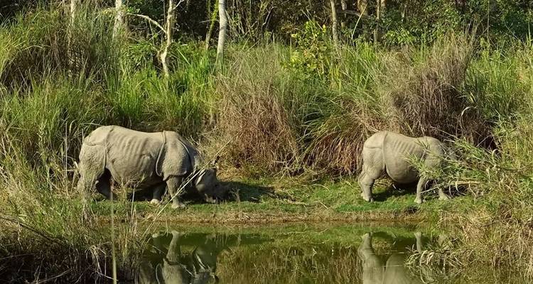 Twee neushoorns die grazen nabij een waterpartij in een weelderig landschap.