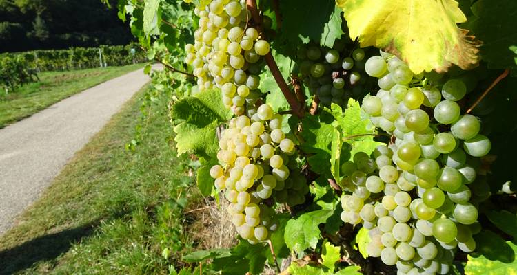 World Heritage Trail Wachau with Charm - Eurohike 2