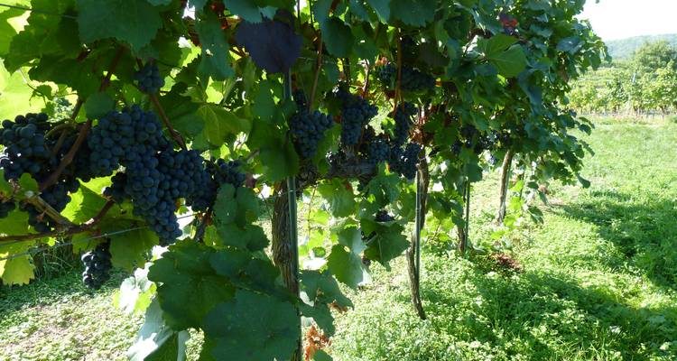 World Heritage Trail Wachau with Charm - Eurohike 6