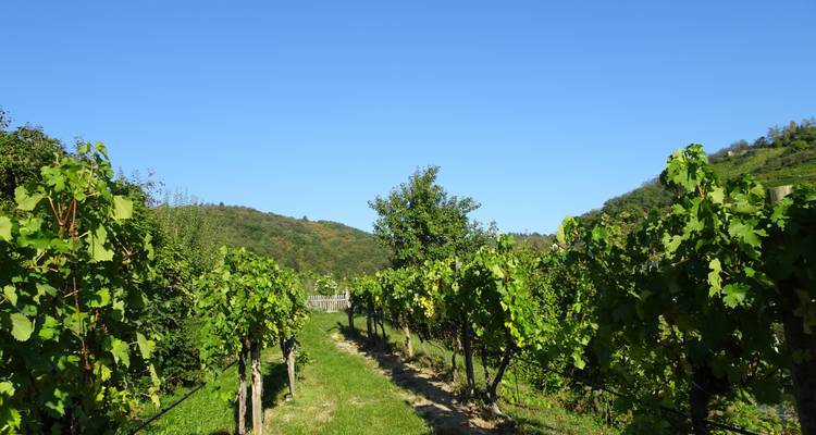 World Heritage Trail Wachau with Charm - Eurohike 1