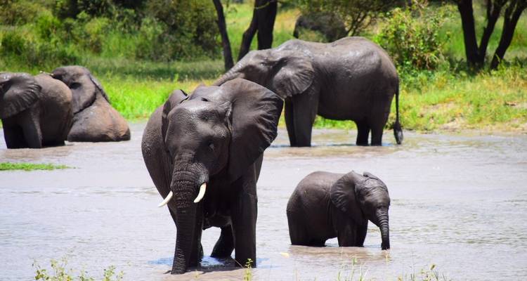 Meilleur safari en groupe de 3 jours en Tanzanie. - Africa Natural Tours 10