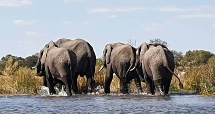 8 Days Victoria Falls, Chobe & Delta - Little Roz Tours 6