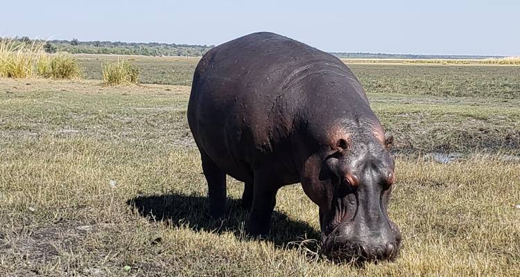 8 Days Victoria Falls, Chobe & Delta - Little Roz Tours 3