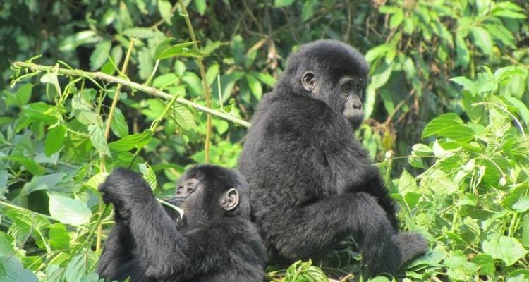 2 jours d'excursion à la rencontre des gorilles, safari économique en Ouganda - Bamboo Ecotours 3