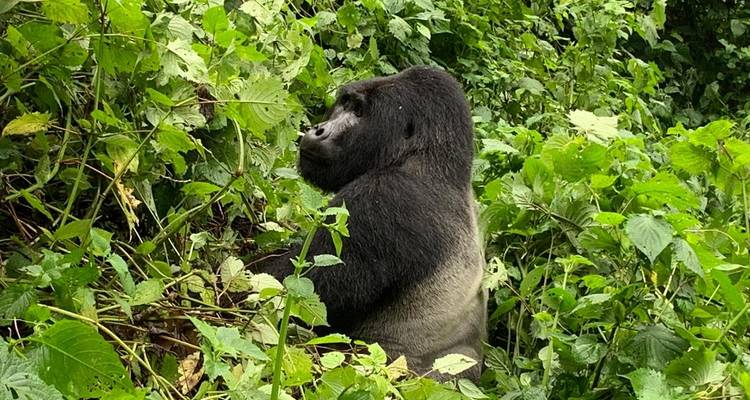 2 jours d'excursion à la rencontre des gorilles, safari économique en Ouganda - Bamboo Ecotours 9