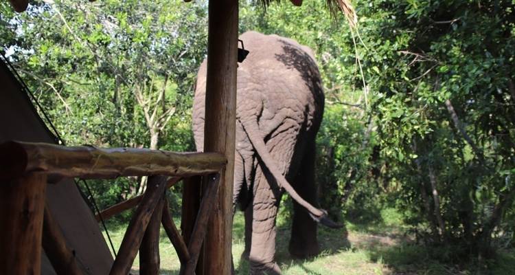 2 jours d'excursion à la rencontre des gorilles, safari économique en Ouganda - Bamboo Ecotours 8