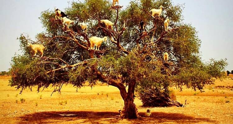 Casablanca to Marrakech Private 6-days - Cultural Morocco Tours 2