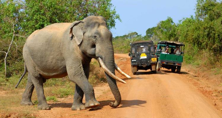 Splendeurs du Sri Lanka - Circuit de 11 jours - Serendib Roots 7