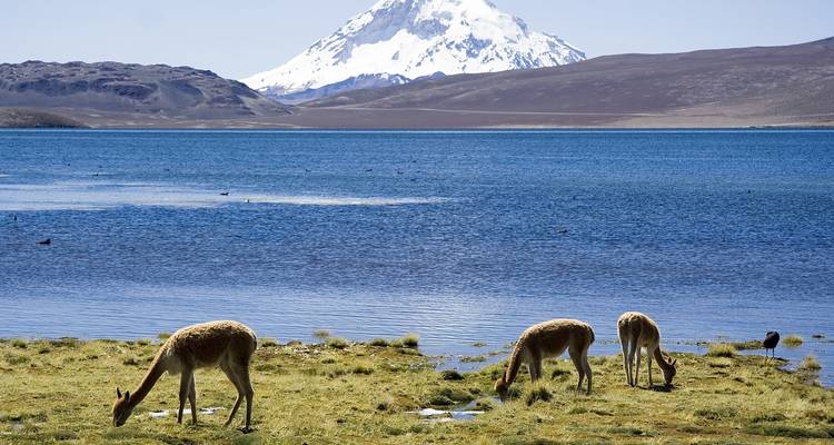 5 jours d'expérience unique sur le haut plateau chilien - Altiplano chilien - Signature DMC 8