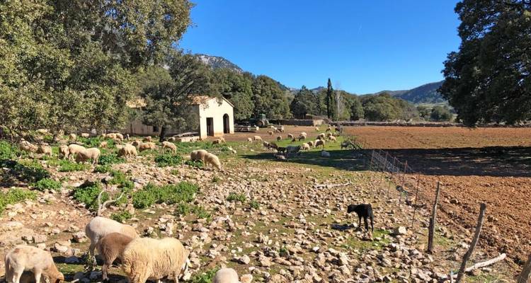 Finca de Majorque - Le charme à l'état pur - Eurohike 10