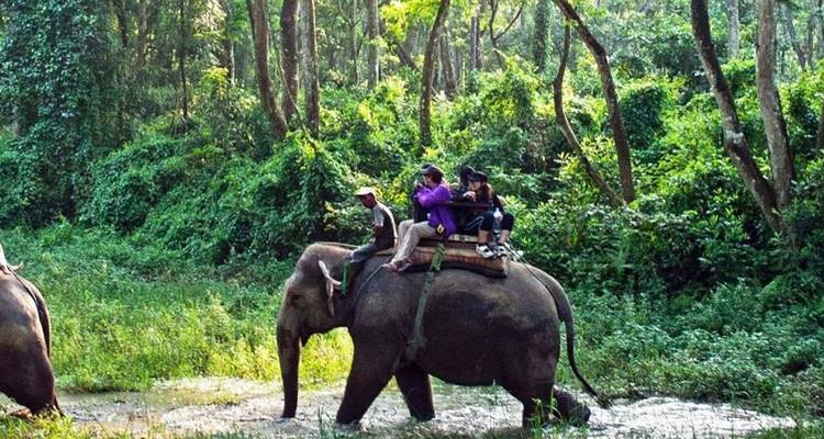 Des éléphants avec des personnes qui traversent une jungle à dos d'éléphant.