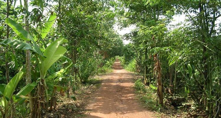 Zandpad door een weelderig groen bos.