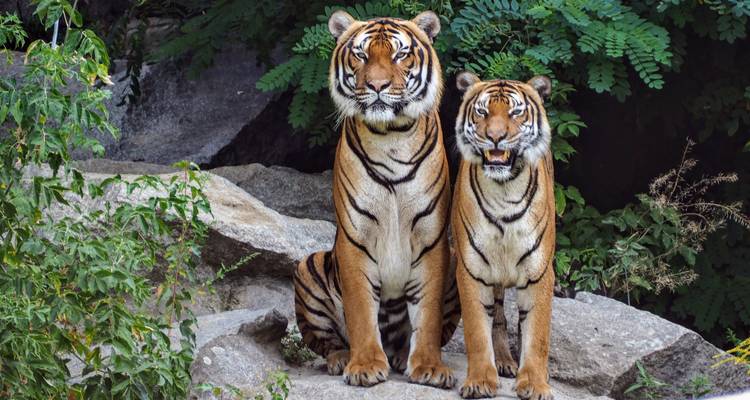 Delhi Agra Ranthambore Udaipur Jaipur Delhi Tour{Taj Mahal, Tigres, Lacs et autres} - Joyful Holidays 2
