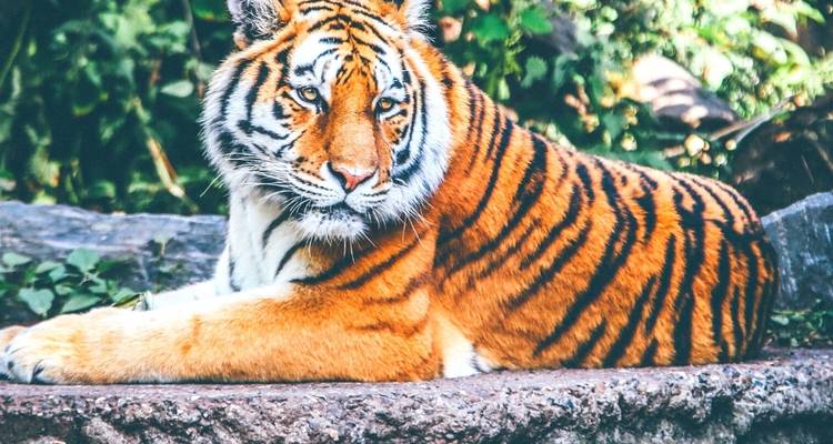 8 Day Delhi Agra Ranthambore Udaipur Jaipur Delhi Tour - Taj Mahal Tigers Lakes & More - Wonderful Holidays 6