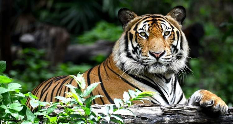8 Day Delhi Agra Ranthambore Udaipur Jaipur Delhi Tour - Taj Mahal Tigers Lakes & More - Wonderful Holidays 3
