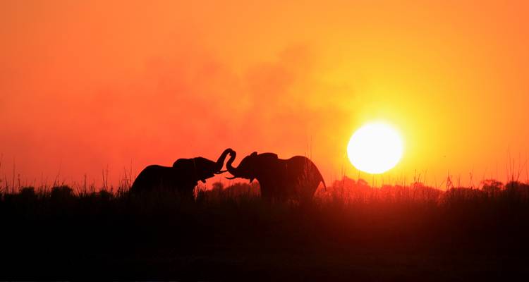 Botswana Wild Side - Sunway Safaris 9