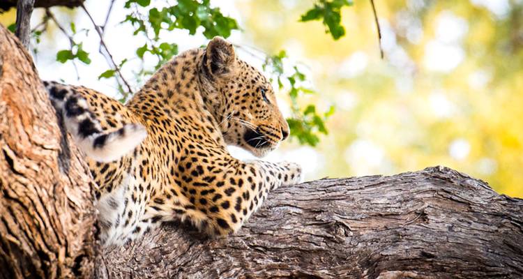 Botswana Wild Side - Sunway Safaris 10