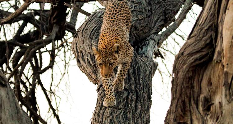 Botswana Wild Side - Sunway Safaris 2