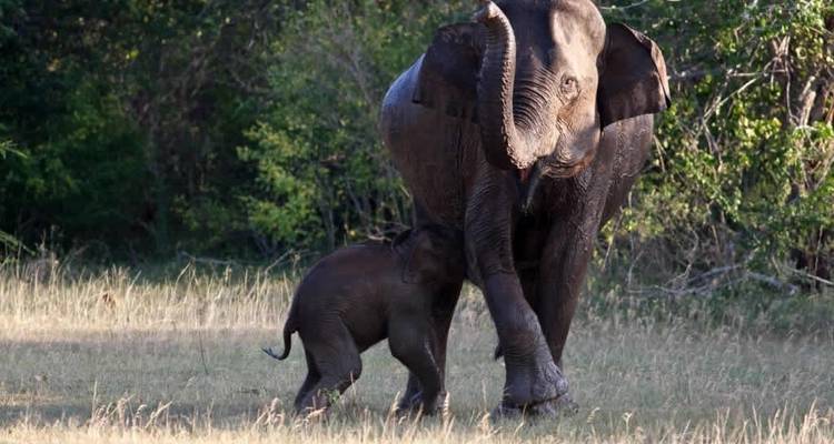 Sri Lanka Luxury Private Tour 2024 - Sri Holidays 7