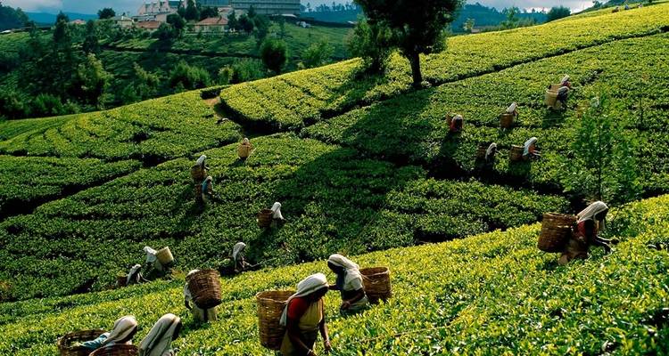 Theeplantage arbeiders die bladeren oogsten.