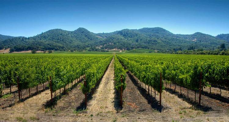 4 jours d'expérience privée de luxe à Santiago pour les amateurs de vin - Signature DMC 9
