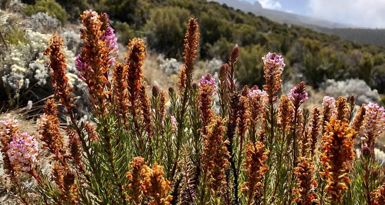 Kilimandjaro Lemosho Summit and Camping Safari - OneSeed Expeditions 6