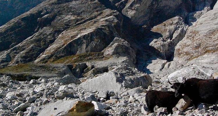 Rocks with Himalayan wildlife grazing in the foreground.