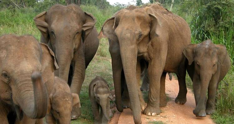 Un grupo de elefantes en un sendero de tierra en un entorno verde y exuberante.