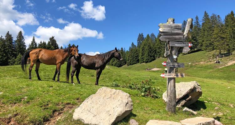 Sentier des vins et des alpages du Tyrol du Sud - Eurohike 1
