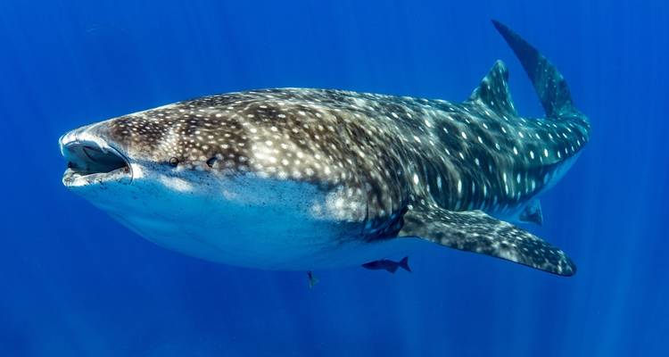 Een walvishaai die zwemt in de open oceaan.