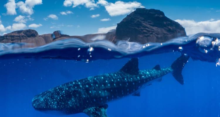 Een walvishaai die nabij het wateroppervlak zwemt met een bergachtig landschap.