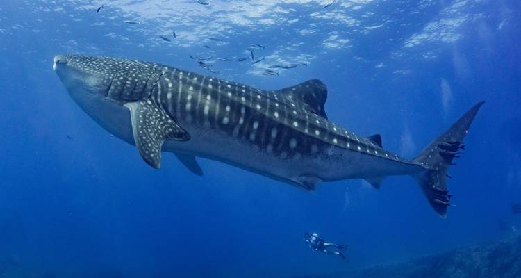 Een grote walvishaai die in de oceaan zwemt met een duiker.