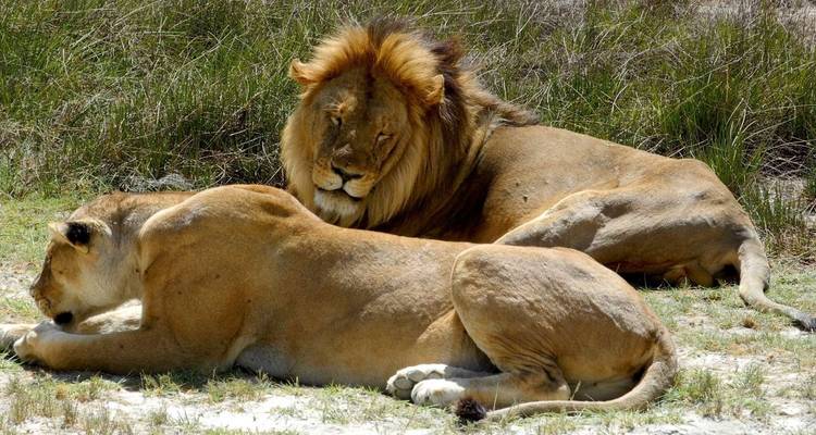 12-Day Big Cat Adventure - Ovacado Adventures 1