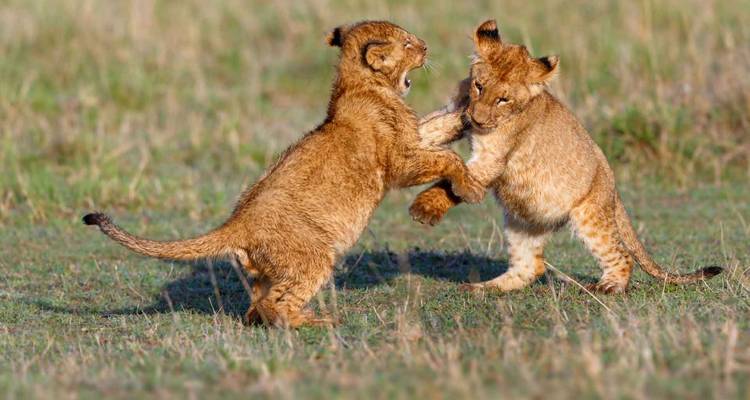 12-Day Big Cat Adventure - Ovacado Adventures 4