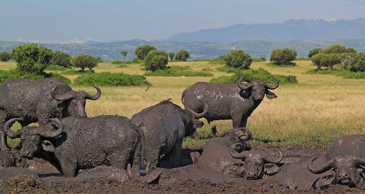 12-Day Big Cat Adventure - Ovacado Adventures 3