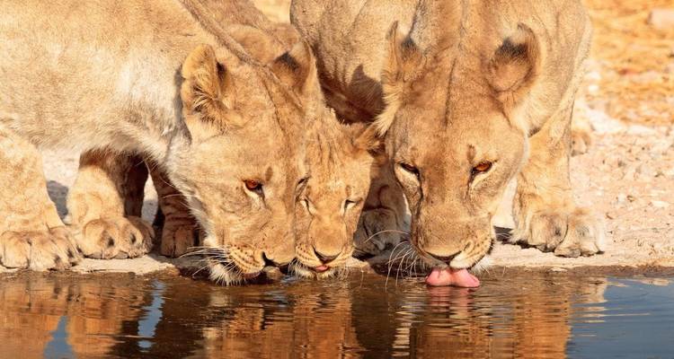 12-Day Big Cat Adventure - Ovacado Adventures 6