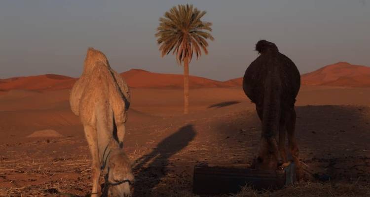De Fès à Marrakech Expérience dans le désert - Hébergement de luxe - Cultural Morocco Tours 8