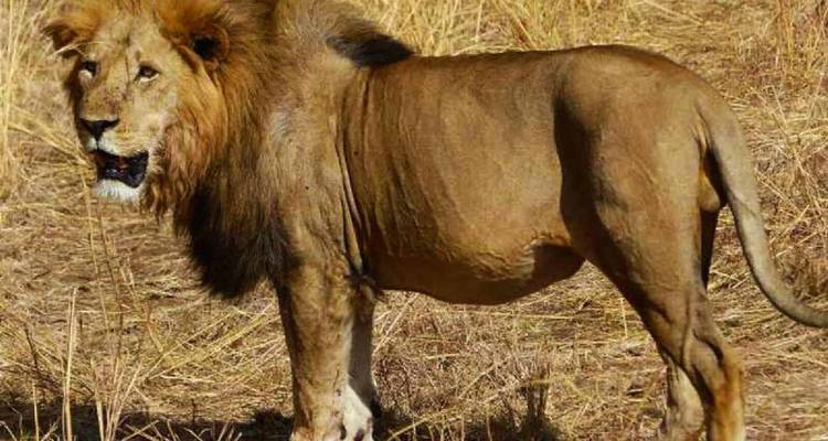 Safari de 11 días con primates, leones Trepadores de Árboles y vida salvaje - Ovacado Adventures 7