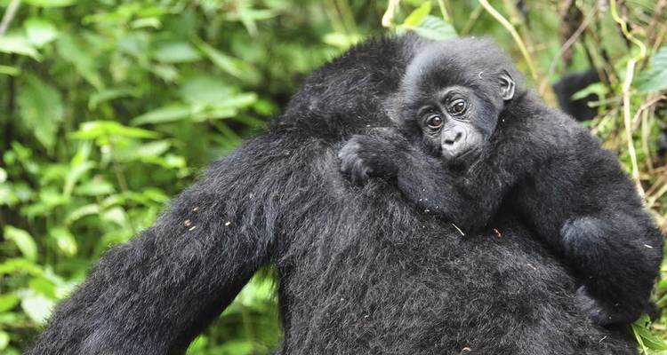 Safari de 11 días con primates, leones Trepadores de Árboles y vida salvaje - Ovacado Adventures 2