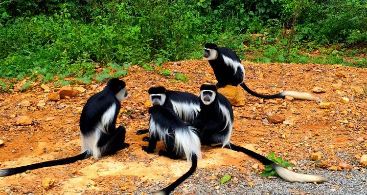 Safari de 11 días con primates, leones Trepadores de Árboles y vida salvaje - Ovacado Adventures 10