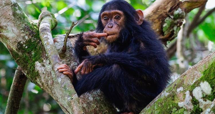 Safari de 11 días con primates, leones Trepadores de Árboles y vida salvaje - Ovacado Adventures 9