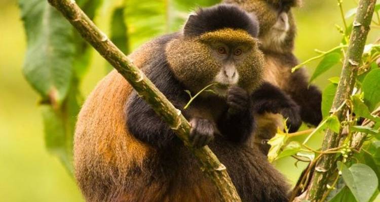 Safari de 11 días con primates, leones Trepadores de Árboles y vida salvaje - Ovacado Adventures 3