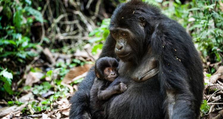 Safari de 11 días con primates, leones Trepadores de Árboles y vida salvaje - Ovacado Adventures 8