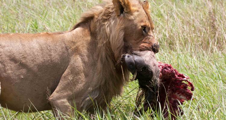 Safari de 11 días con primates, leones Trepadores de Árboles y vida salvaje - Ovacado Adventures 4